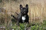 BOULEDOGUE FRANCAIS 016